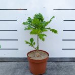 Dub cerový (Quercus cerris) – výška 30–50 cm, kont. C2L